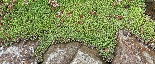 Waarom Sedum als grafbeplanting?