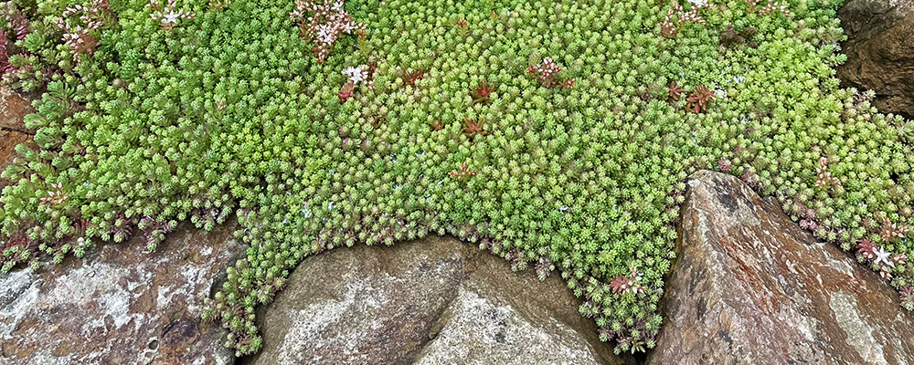 Waarom Sedum als grafbeplanting?
